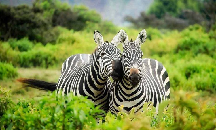 Zebras wildlife Lake Mburo