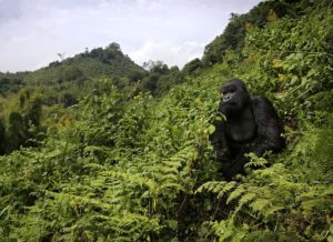 Mountain gorilla in Volcanos park